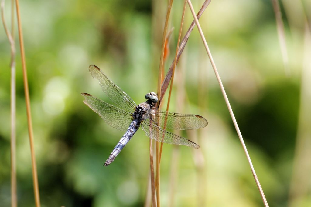 Orthetrum brunneum? No, femmina di Orthetrum coerulescens